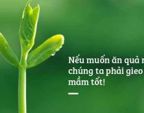 gieo hạt nào gặt quả nấy